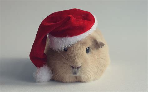 Christmas Hamster Wallpapers Top Free Christmas Hamster Backgrounds