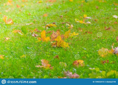 Yellow Autumn Leaves Lie On The Green Grass Autumn Fallen Yellow