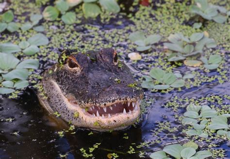 Woman Killed By Alligator After Slipping While Gardening Sheriff