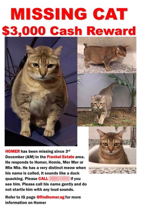 Cat Missing In East Coast Since 3 Dec Owner Offers 3000 To Anyone Who Can Find Him