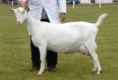 Saanen Goats Info Breeding And Dairy Goats For Salehobby Farm Wisdom