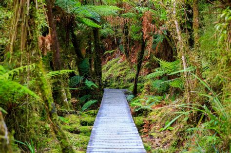 New Zealand Rain Forest In Westland National Park Stock Photo Image