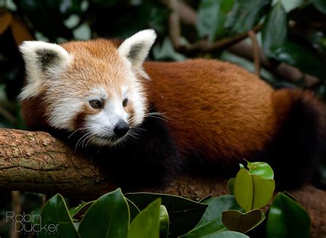 Red Panda The Red Panda Or Lesser Panda Ailurus Fulgens Flickr