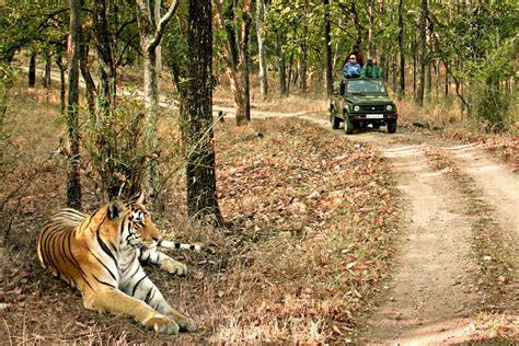 Book Trip To Bandhavgarh National Park - Vibrant Holidays - Vibrant Holidays