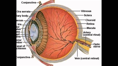 Eye Anatomy Sclera Youtube