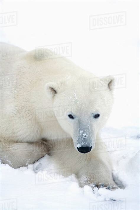 Portrait Of A Polar Bear Ursus Maritimus As He Stares Towards The