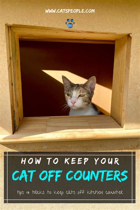 Ways to keep cats off of counters. How To Keep Your Cat Off Counters in 2020 | Cats, Cat ...