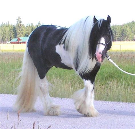 1000 Images About Gypsy Vanner And Cob Ref On Pinterest