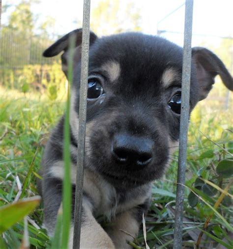 An ethical breeder will tell you upfront that there is no way to know how a mixed puppy will turn out. Chiweenie dog for Adoption in Okeechobee, FL. ADN-483277 on PuppyFinder.com Gender: Female. Age ...