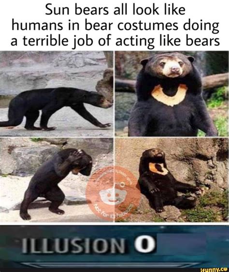 Sun Bears All Look Like Humans In Bear Costumes Doing A Terrible Iob Of