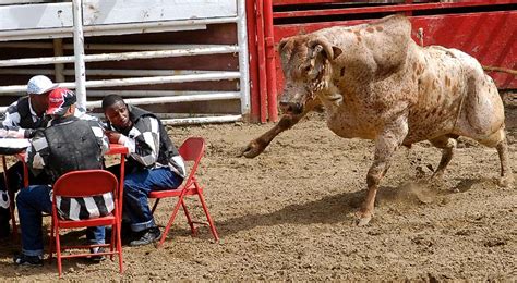 Pictured Watch Out For The Raging Bull How A Violent Rodeo Is Used To