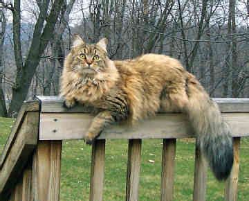Find maine coon in cats & kittens for rehoming | 🐱 find cats and kittens locally for sale or adoption in ontario : Top 10 Cat Breeds | OnlyTopTens