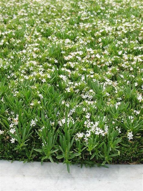 Myoporum Parvifolium Creeping Boobialla 1000 In 2020 Ground Cover