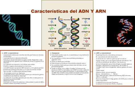 Cuadro Comparativo Adn Y Arn Caracter Sticas Del Adn Y Arn And Y