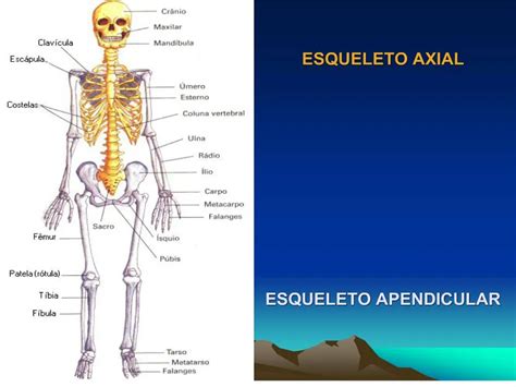 Ppt Esqueleto Axial Esqueleto Apendicular Powerpoint Presentation