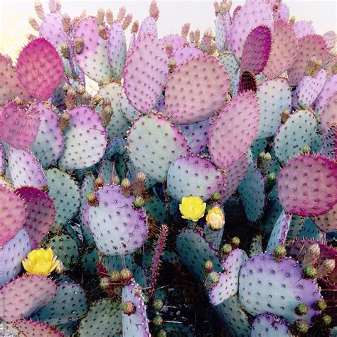 Close Up Of Colorful Cacti By Stocksy Contributor Daniel Kim