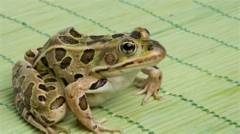 If there isn't enough food available they might even. Frogs Eat with Their Eyes—Literally | Mental Floss