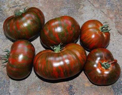 Chocolate Stripes Growing Tomatoes From Seed Growing Tomato Plants