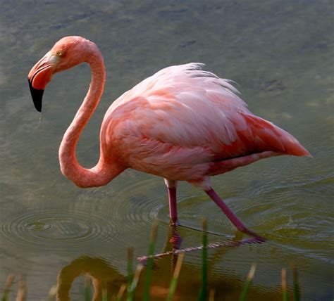 Flamingos are beautiful giant birds which are often seen standing on one leg on water lands. CUBAN BIRDS - Flamingos (Phoenicopteriformes) | Wildlife ...