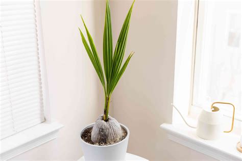 Coconut Palms Indoor Plant Care And Growing Guide