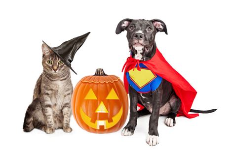 Safety Tips For Your Pets Halloween Costume