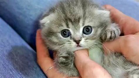 Overly Cute Tiny Kittens To Cheer You Up Youtube