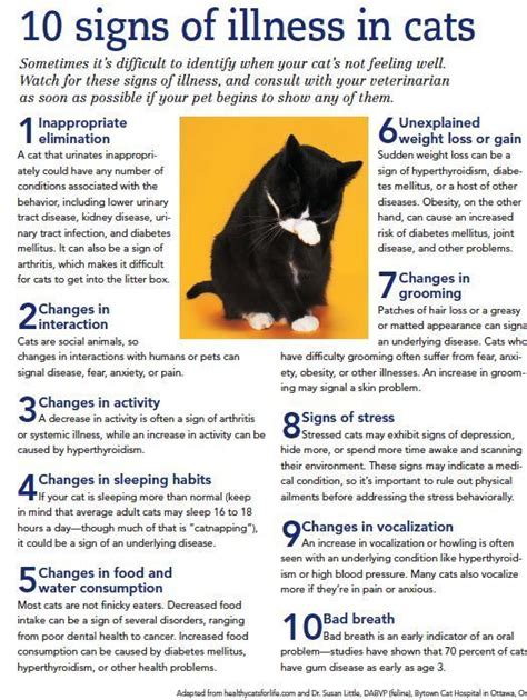 10 Sign Of Illness In A Cat Cat