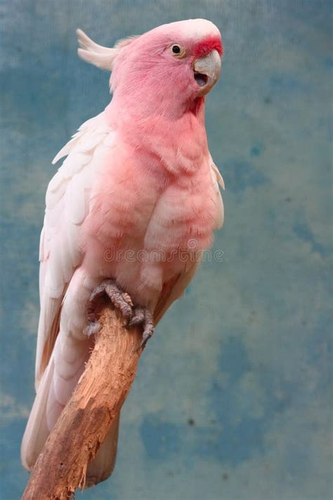 Pink Parrot Stock Photo Image Of Beauty Parrots Fauna 8124590