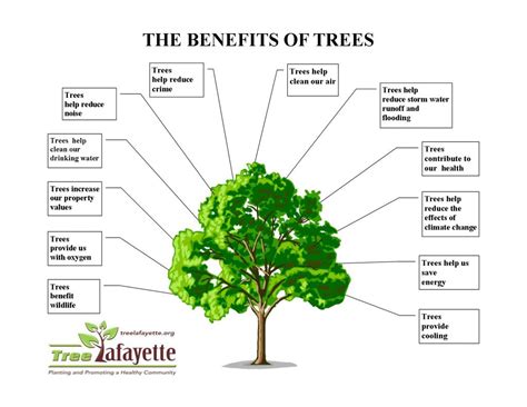 The Many Benefits Of Trees Tree Lafayette