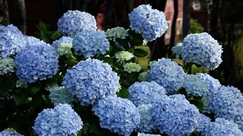 Find over 100+ of the best free flowers images. Learn When to Prune Different Hydrangeas in Your Garden ...