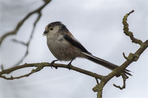 Schwanzmeise Long Tailed Tit Aegithalos Caudatus Flickr