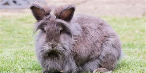 Long Haired Rabbit Breeds 7 Most Popular Hutch And Cage