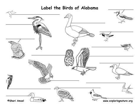 Alabama Habitats Mammals Birds Amphibians Reptiles