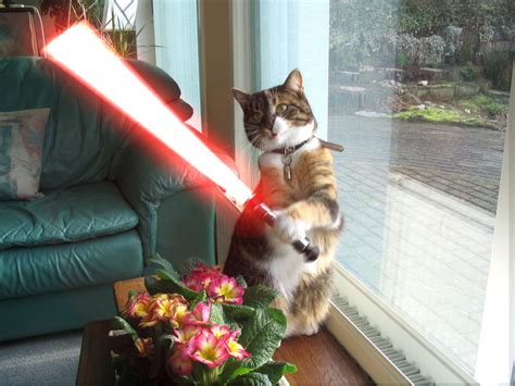 Dark Jedi Cat Myconfinedspace