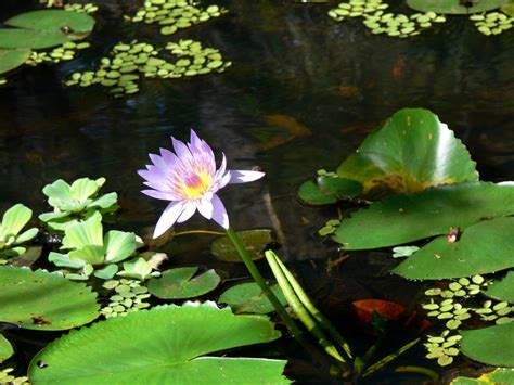 Water Lily And Pads Free Stock Photo Public Domain Pictures