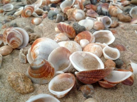 Collect Seashells Summer Bucket List For Friends Popsugar Love