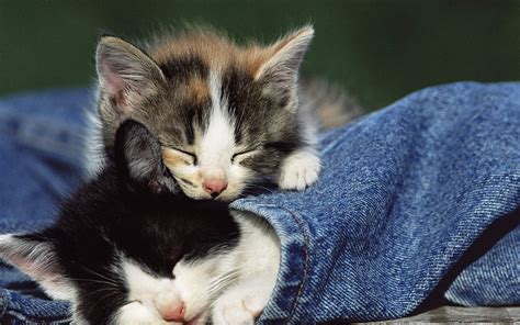 Beautiful Kittens And Cat Care Information