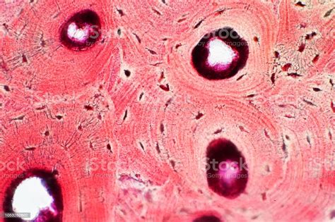 Histology Of Human Compact Bone Tissue Under Microscope View For