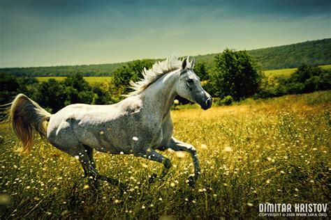 White Wild Horse Fast Galloping 54ka Photo Blog