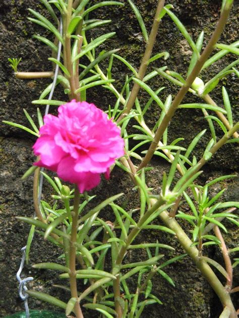 We did not find results for: Vietnam rose | Planting flowers, Diy backyard, Vietnam rose