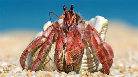 What Hermit Crabs Need To Survive Pet Food Guide