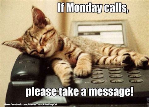Mondays Funny Cat Memes Cats Cat Memes