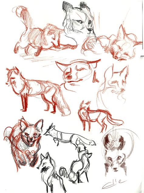 Foxes From Reference Animal Drawings Animal Art Animal Sketches