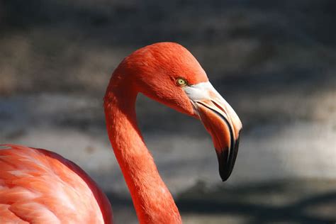 Top 10 Birds With Amazing Beaks The Mysterious World