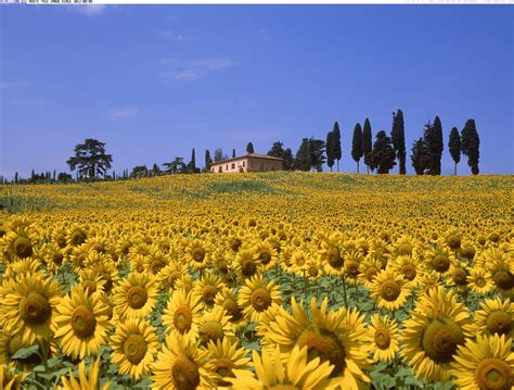 Sunflower Valley Tuscany Italy Discover Travel Christchurch