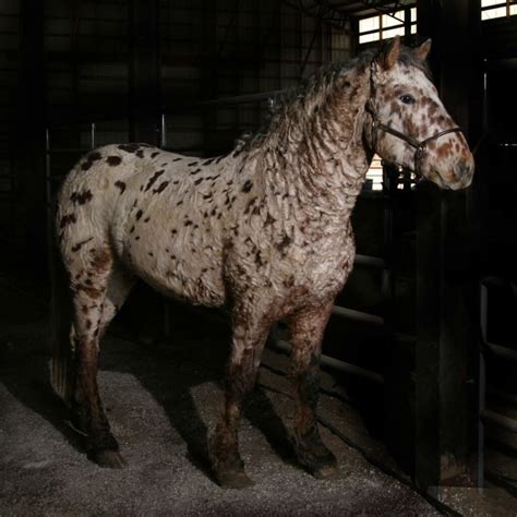 An Expert Guide To Bashkir Curly Horses