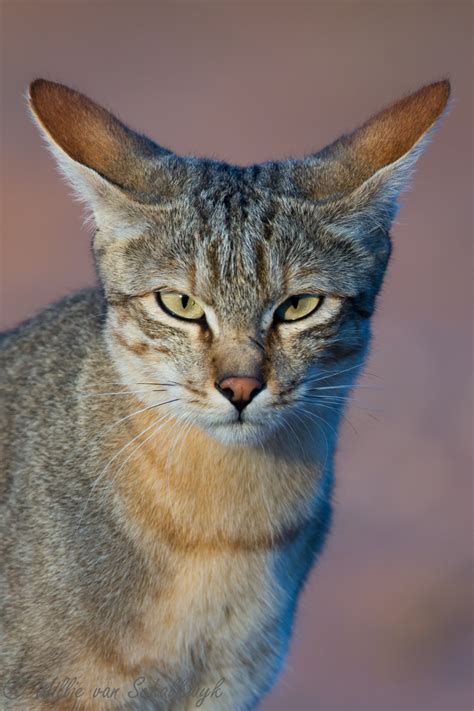 African Wild Cat By Willievs Via Flickr African Wild Cat Wild Cats