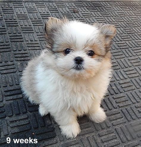 Shih Tzu Pomeranian Mix 9 Weeks Old Pomeranian Puppy Puppy Grooming