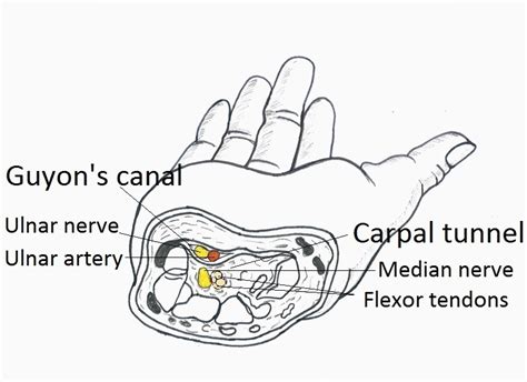 Guyons Canal Anatomy Pictures Ehealthstar