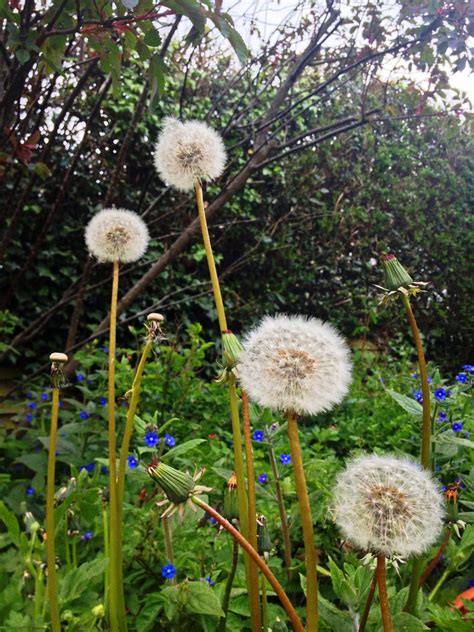 Dandelions Free Photo Download Freeimages
